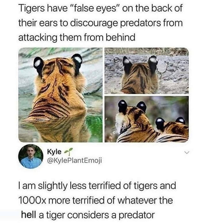 Tigers have false eyes on the back of their ears to discourage predators from attacking them from behind e KylePlantEmoji am slightly less terrified of tigers and 1000x more terrified of whatever the hell a tiger considers a predator