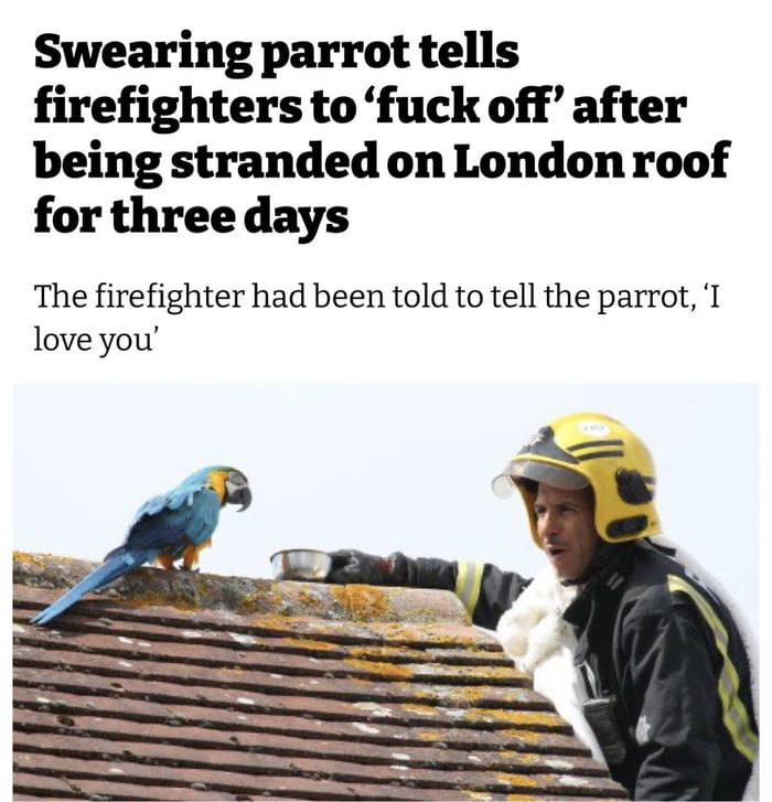 Swearing parrot tells firefighters to fuck off after being stranded on London roof for three days The firefighter had been told to tell the parrot T love you