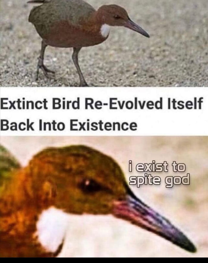 Extinct Blrd Re Evolved Itself Back Into Existence