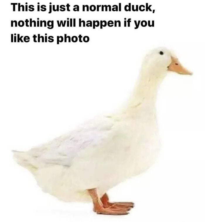 This is just a normal duck nothing will happen if you like this photo a