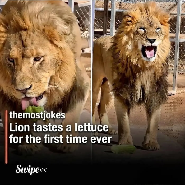 themostjokes Lion tastes a lettuce for the first time ever Swipe<<
