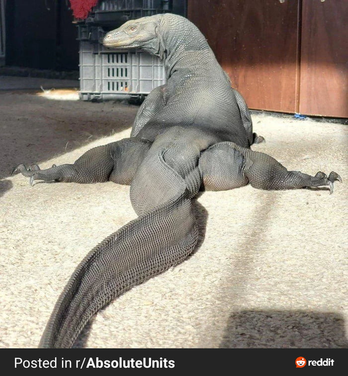 Posted in r/AbsoluteUnits