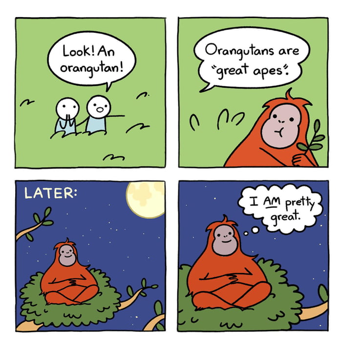 Look! An orangutan! Orangutans are 