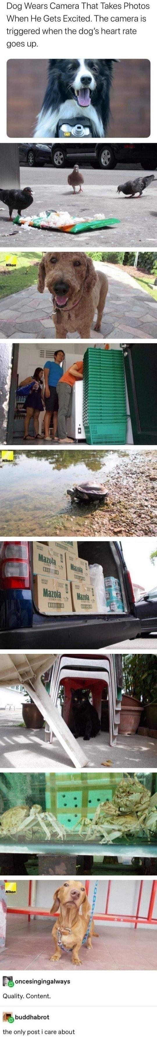 Dog Wears Camera That Takes Photos When He Gets Excited The camera is triggered when the dogs heart rate goes up uoncesingingalways Quality Content buddhabro the only post i care about 1210064 notes D 8 O