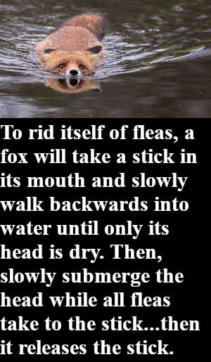 To rid itself of fleas a fox will take a stick in its mouth and slowly walk backwards into water until only its head is dry Then slowly submerge the head while all fleas take to the stickthen it releases the stick