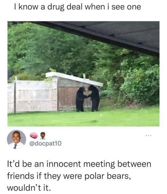 know a drug deal when i see one 9 PV docpat1o Itd be an innocent meeting between friends if they were polar bears wouldnt it