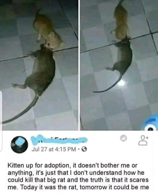 Jul27at415PM Kitten up for adoption it doesnt bother me or anything its just that dont understand how he could kill that big rat and the truth is that it scares me Today it was the rat tomorrow it could be me