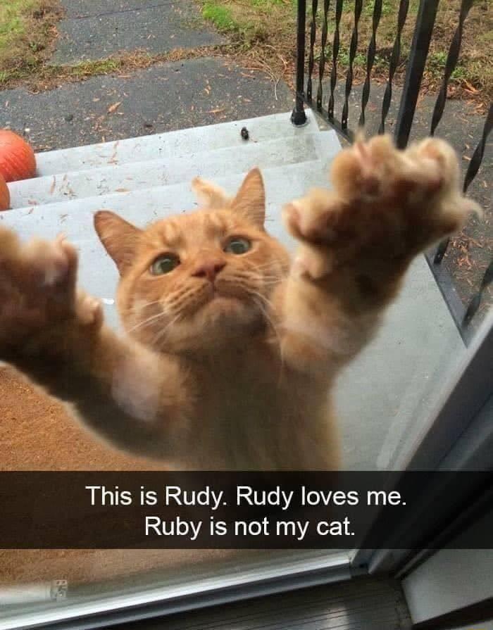 This is Rudy Rudy loves me Ruby is not my cat