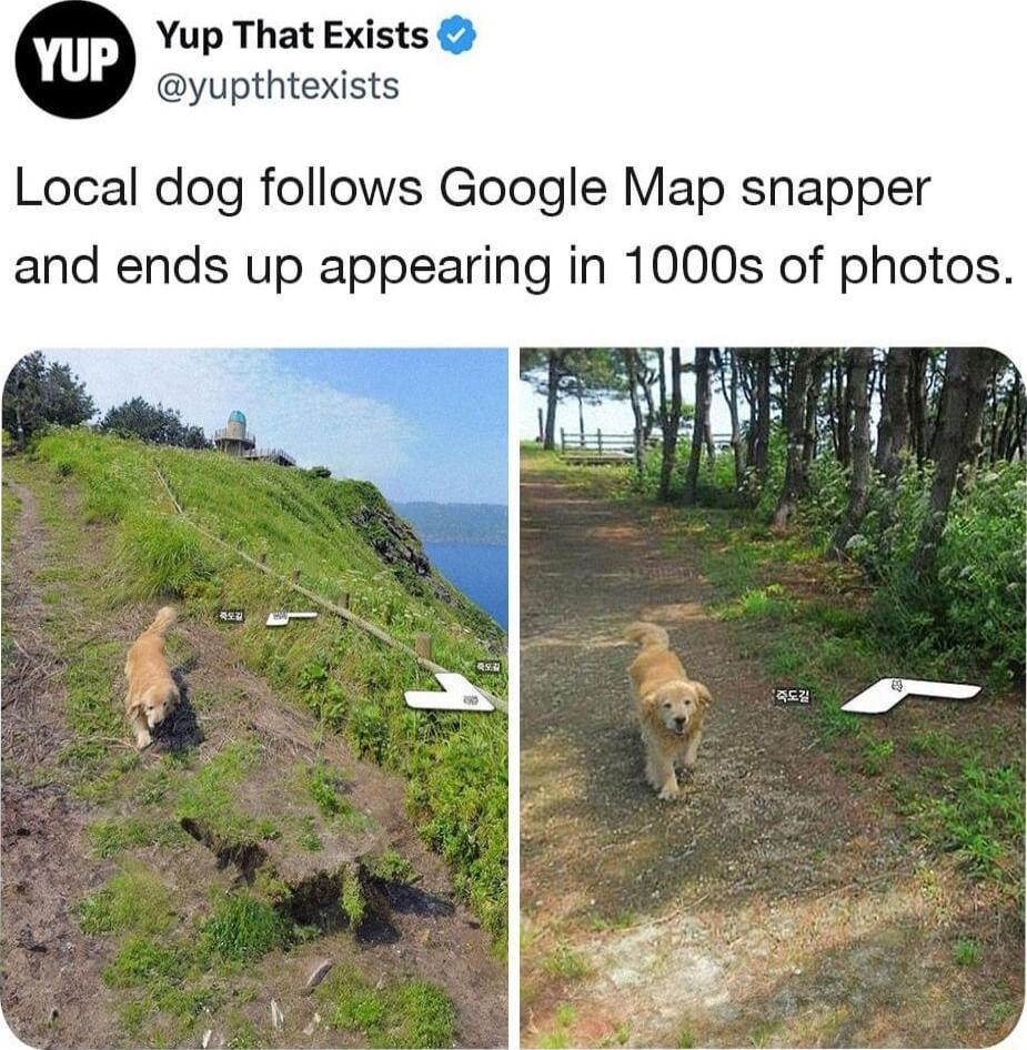 Yup That Exists yupthtexists Local dog follows Google Map snapper and ends up appearing in 1000s of photos