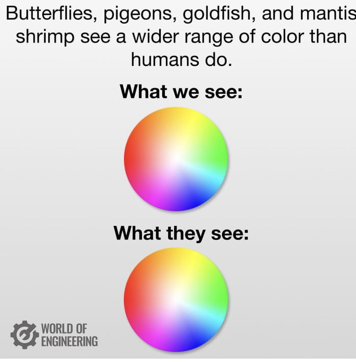 Butterflies pigeons goldfish and mantis shrimp see a wider range of color than humans do What we see What they see WORLD OF ENGINEERING