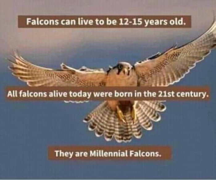 Falcons can live to be 12 15 years old i g All falcons alive today were born in the 21st century T