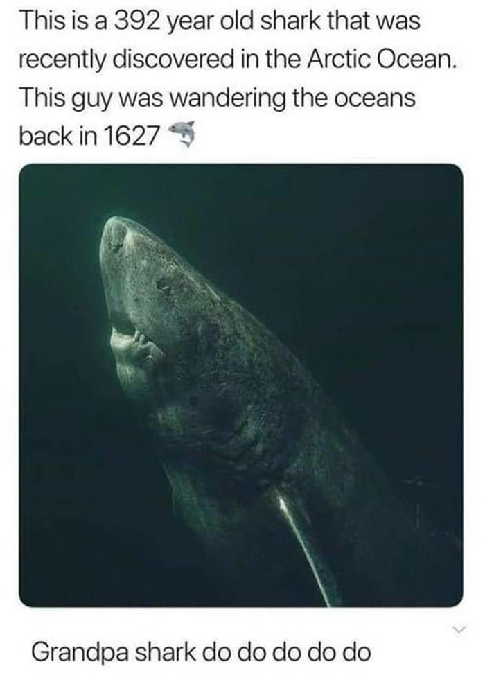 This is a 392 year old shark that was recently discovered in the Arctic Ocean This guy was wandering the oceans back in 1627 Grandpa shark do do do do do