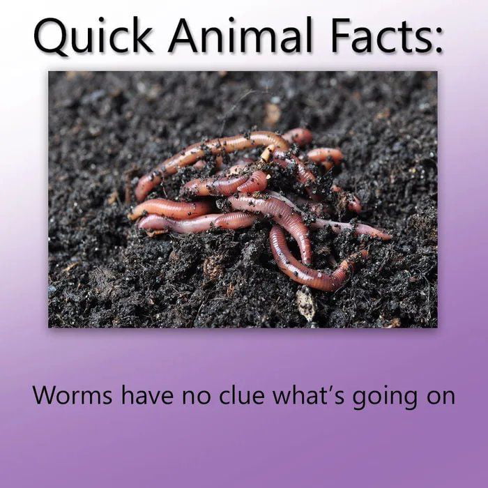 Quick Animal Facts