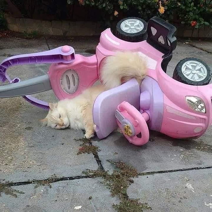 A fluffy cat is lying on the ground next to an overturned pink toy car.