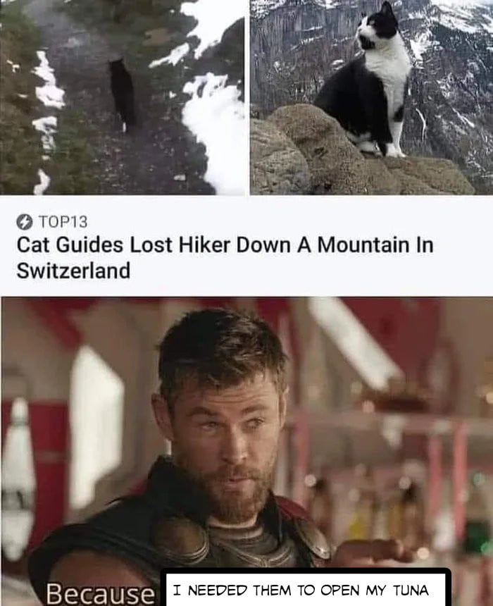 T0P13 Cat Guides Lost Hiker Down A Mountain In Switzerland