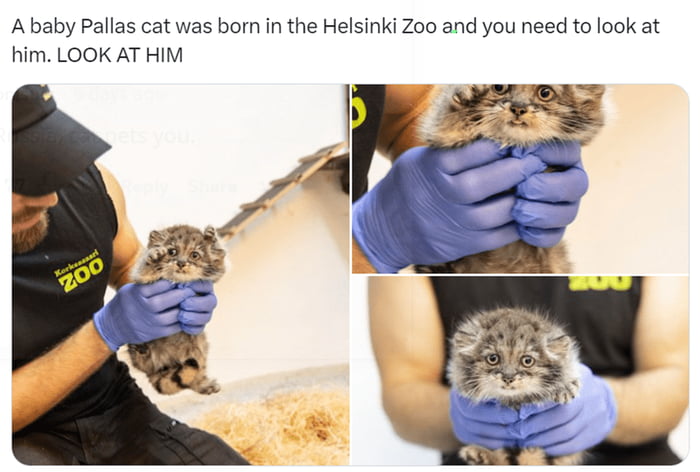 Ababy Pallas cat was born in the Helsinki Zoo and you need to look at him LOOK AT HIM