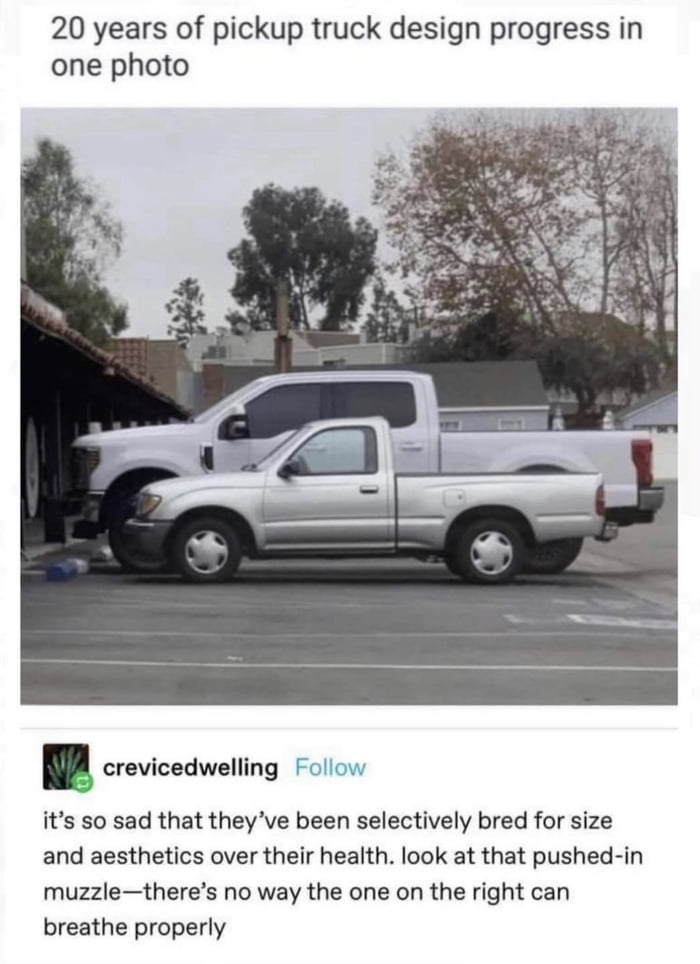 20 years of pickup truck design progress in one photo crevicedwelling F its so sad that theyve been selectively bred for size and aesthetics over their health look at that pushed in muzzletheres no way the one on the right can breathe properly