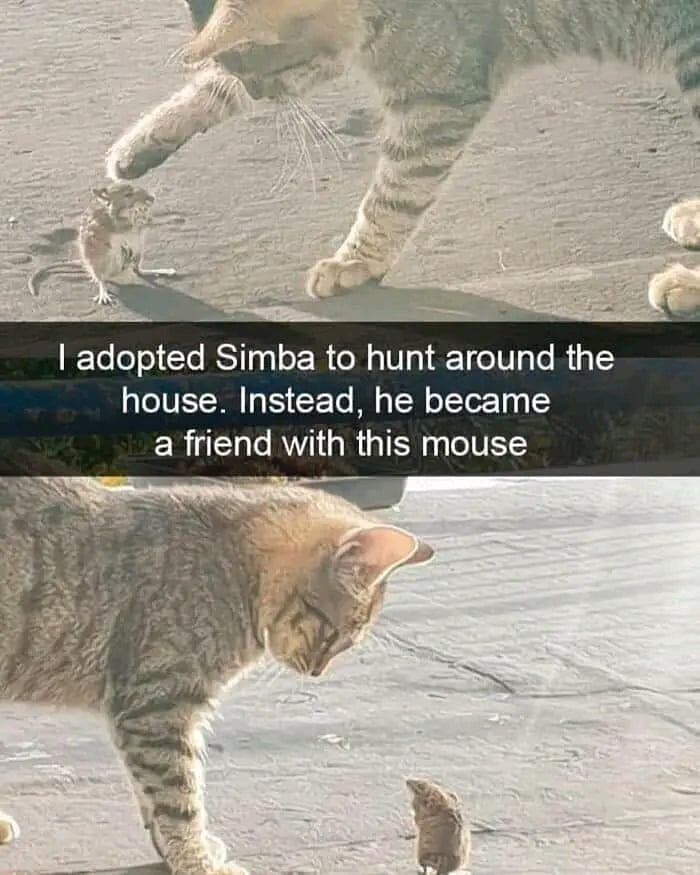 adopted Simba to hunt around the house Instead he became RN AN R GTEN IV