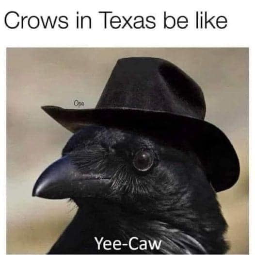 Crows in Texas be like