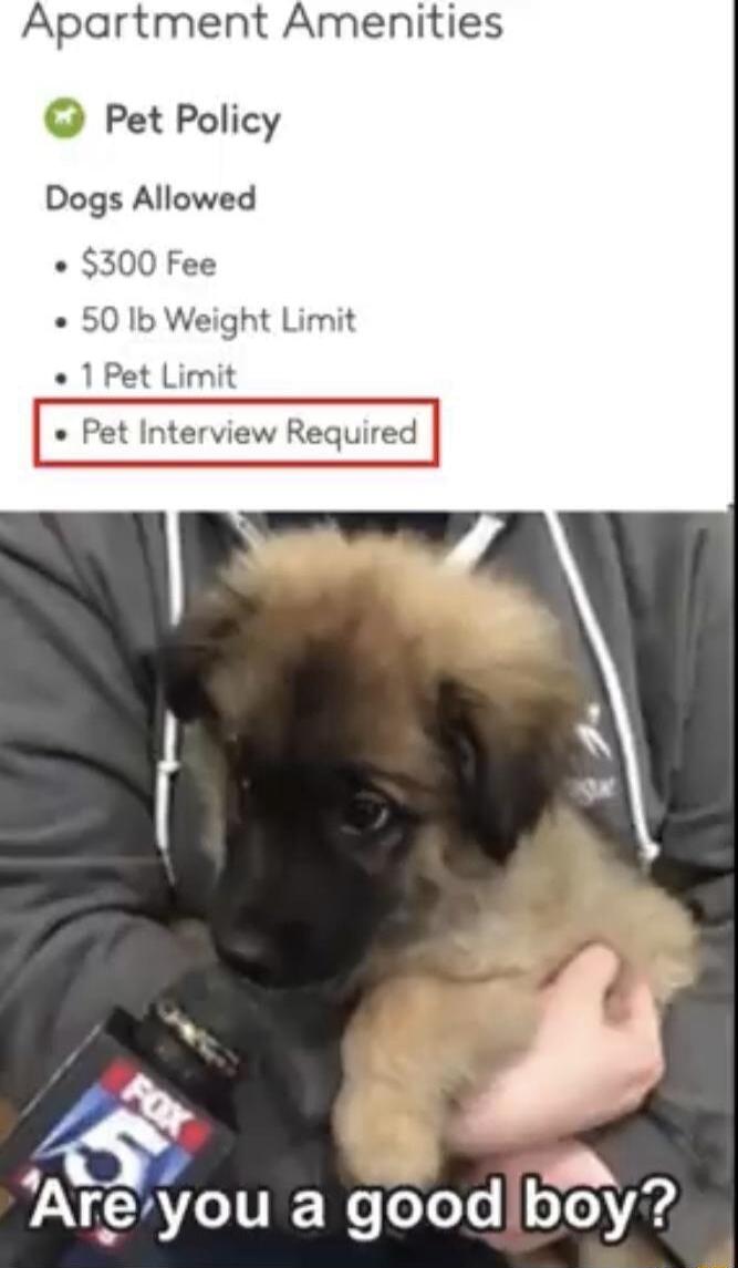 Apartment Amenities Pet Policy Dogs Allowed 300 Fee 50 Ib Weight Limit et Limit Pet Interview Required e g