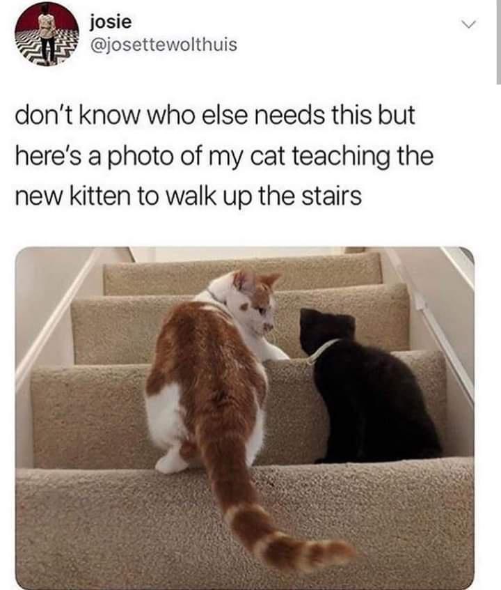 josie josettewolthuis dont know who else needs this but heres a photo of my cat teaching the new kitten to walk up the stairs