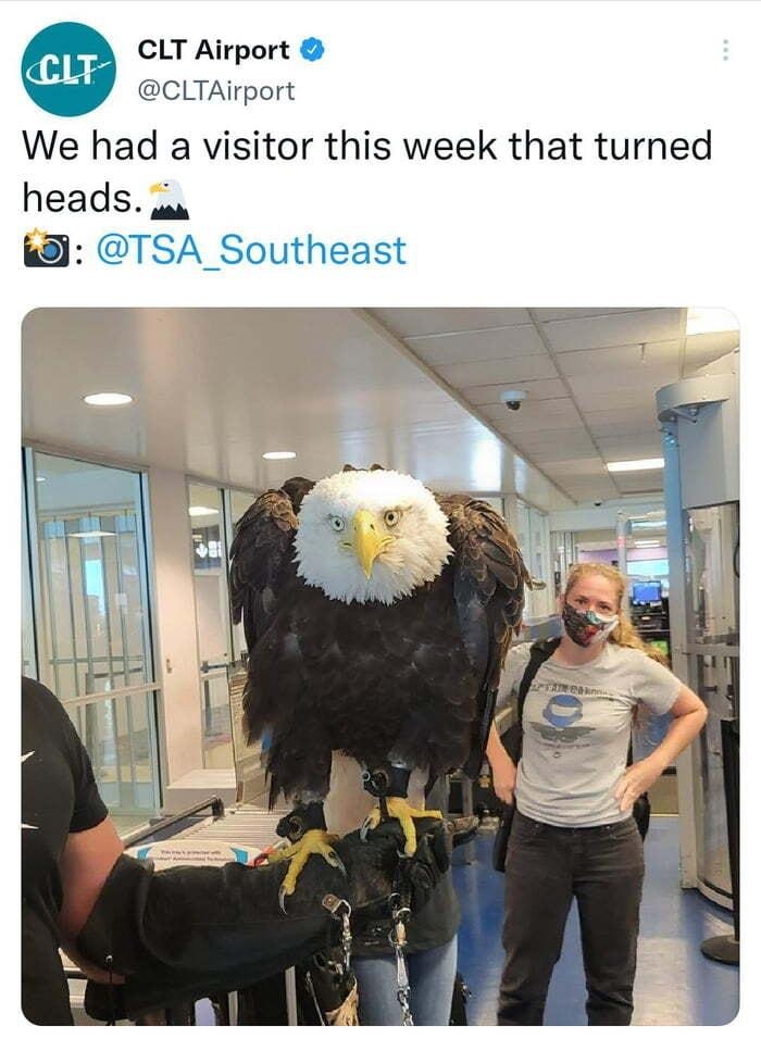 CLT Airport CLTAirport We had a visitor this week that turned heads u 8 TSA_Southeast 935 pm 25 Aug 22 Twitter Web App
