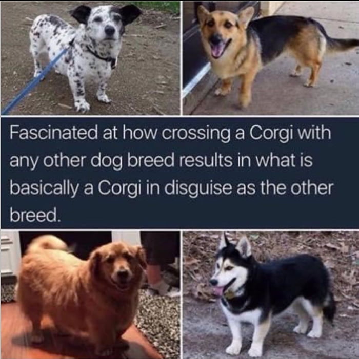 S Fascinated at how crossing a Corgi with any other dog breed results in what is o for1VA N e el Wo SeNSR IR aXol al18 oIcTe