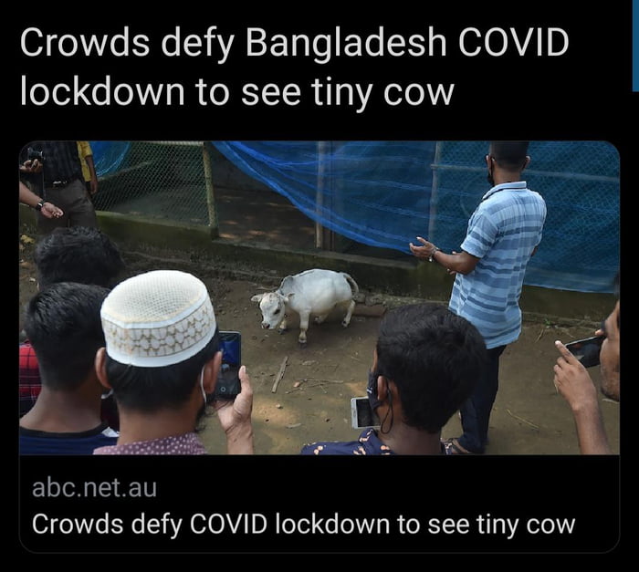 Crowds defy Bangladesh COVID lockdown to see tiny cow abcnetau Crowds defy COVID lockdown to see tiny cow