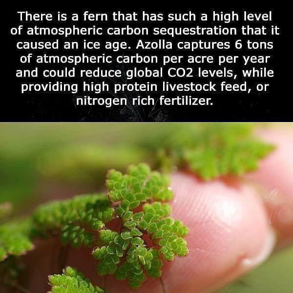 There is a fern that has such a high level of atmospheric carbon sequestration that it of TVITTe BTy I Tol To P Vo E Wor o T 00 13 of atmospheric carbon per acre per year E1als Il I01 W Ts VToNs o s 1 I 0 AN AVZT SRRV T o1gelile TgTs B oTTe o W o ol wTs MTAVZEIS WoTol TTe M1 nitrogen rich fertilizer