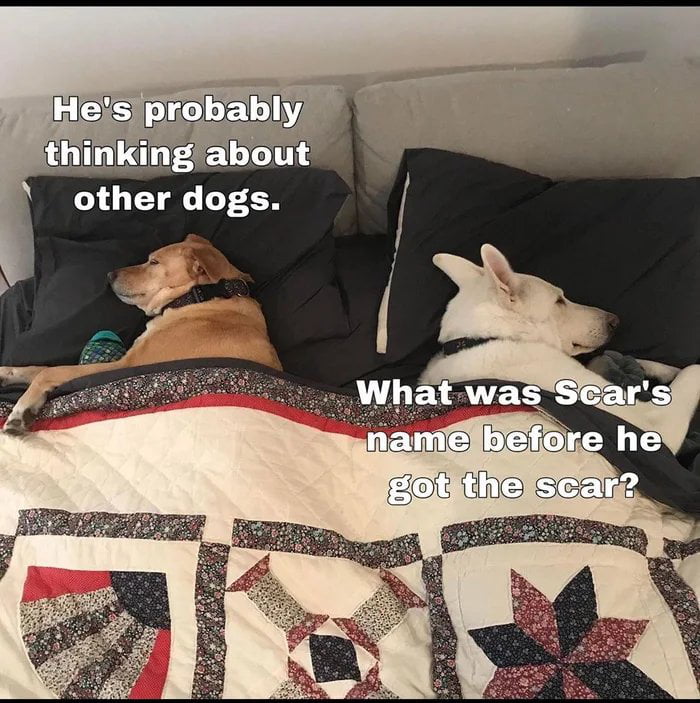 Hesiprobably thinking about other dogs