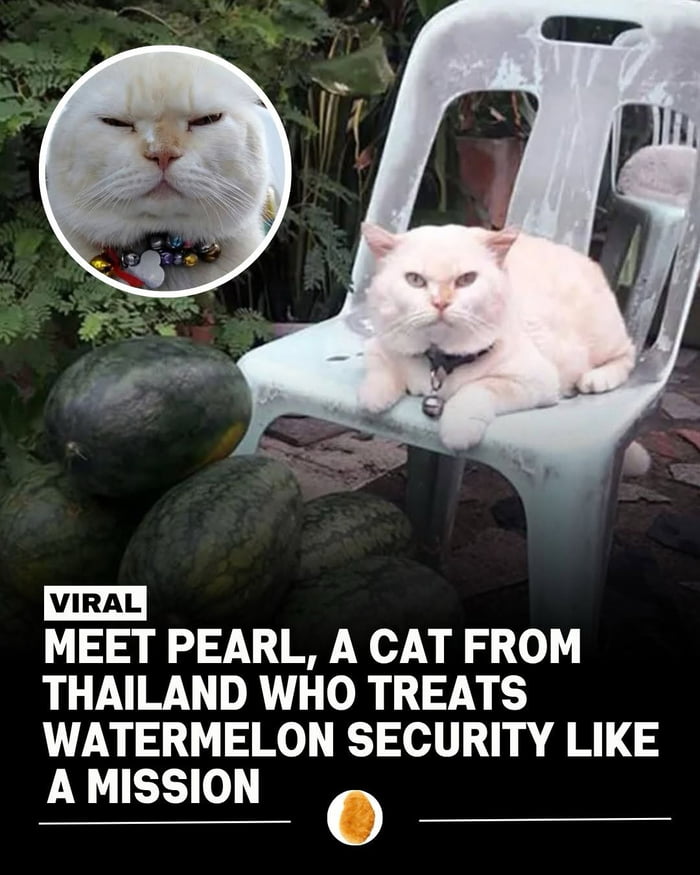 VIRAL MEET PEARL, A CAT FROM THAILAND WHO TREATS WATERMELON SECURITY LIKE A MISSION