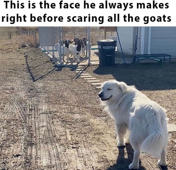 This is the face he always makes right before scaring all the goats