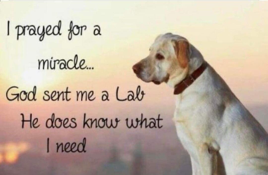 I prayed for a miracle... God sent me a Lab He does know what I need