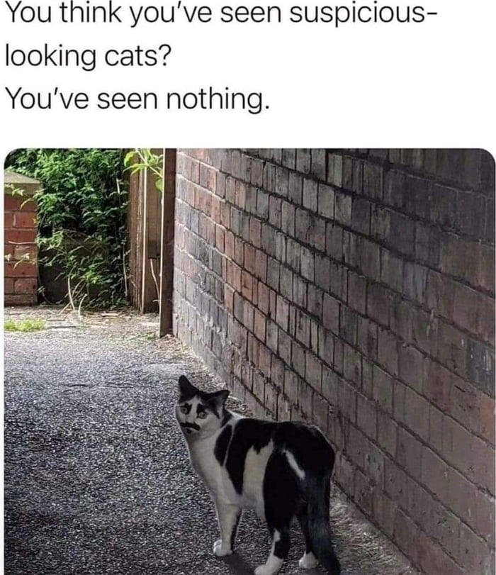 You think youve seen suspicious looking cats Youve seen nothing