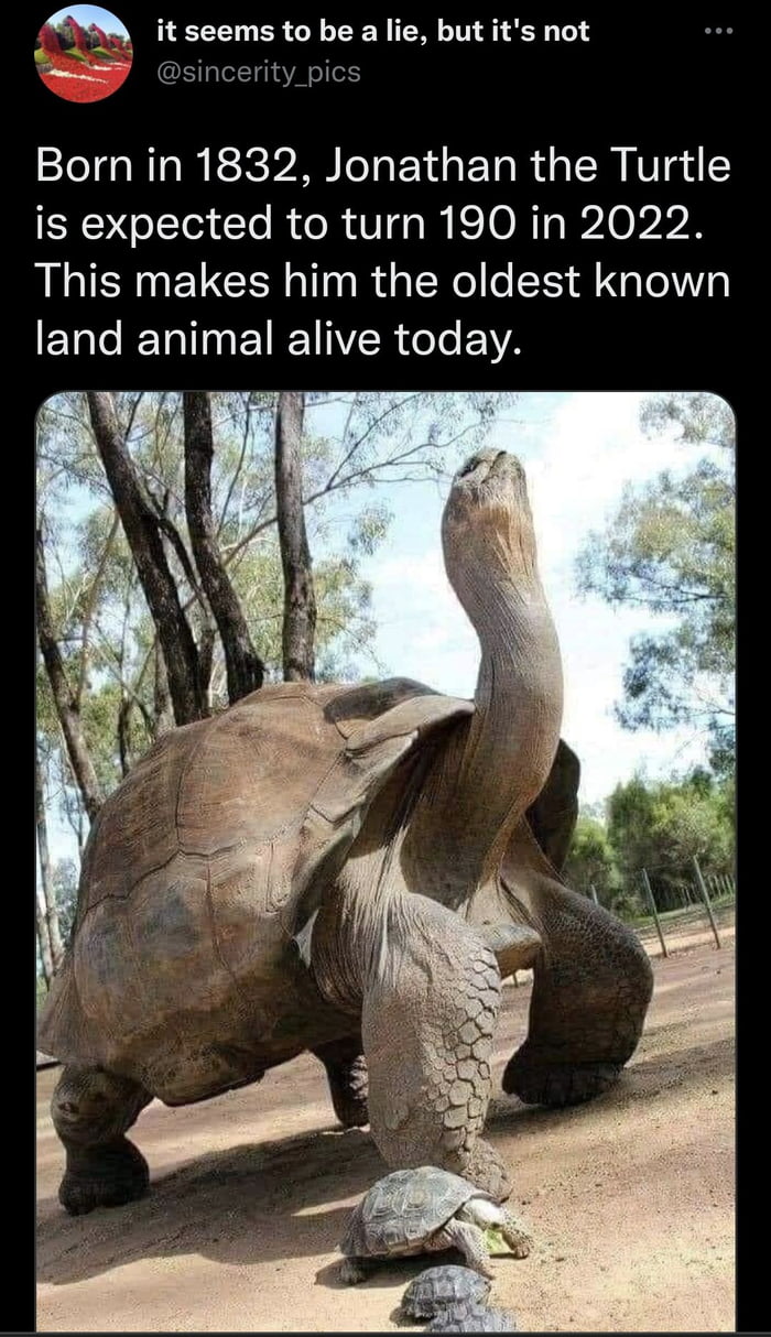 Q it seems to be a lie but its not sincerity_pics Born in 1832 Jonathan the Turtle is expected to turn 190 in 2022 This makes him the oldest known land animal alive today