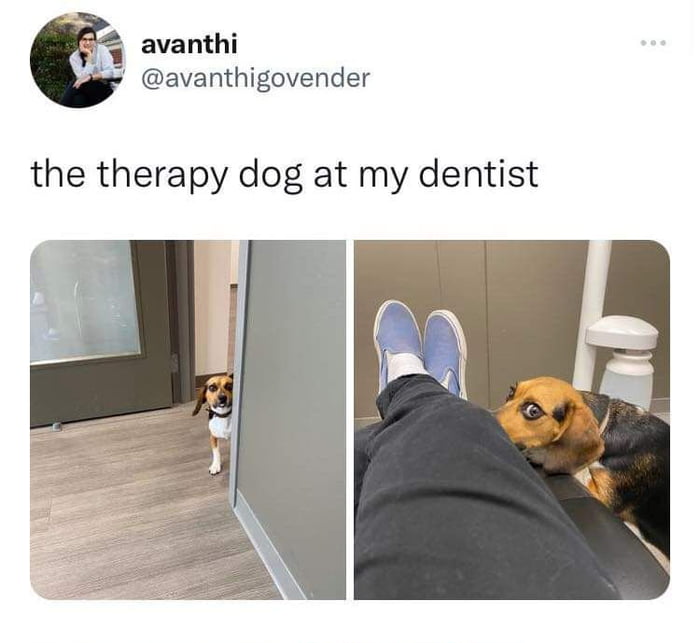 avanthi avanthigovender the therapy dog at my dentist