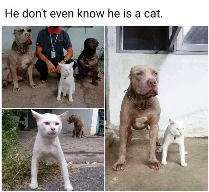 He dont even know he is a cat