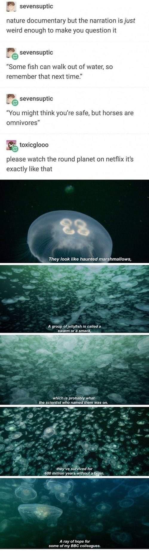 sevensuptic nature documentary but the narration is just weird enough to make you question it sevensuptic P Some fish can walk out of water so remember that next time sevensuptic You might think youre safe but horses are omnivores toxicglooo please watch the round planet on netflix its exactly like that A group of jellyfish is called a swarm or a smack which s probably what the scientist who named