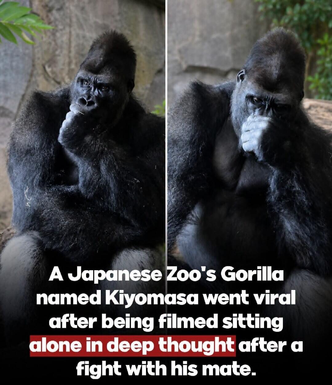A Japanese Zoo's Gorilla named Kiyomasa went viral after being filmed sitting alone in deep thought after a fight with his mate.