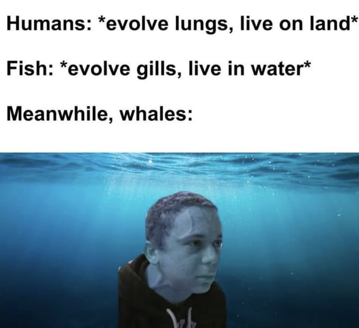Humans: evolve lungs, live on land. Fish: evolve gills, live in water. Meanwhile, whales: