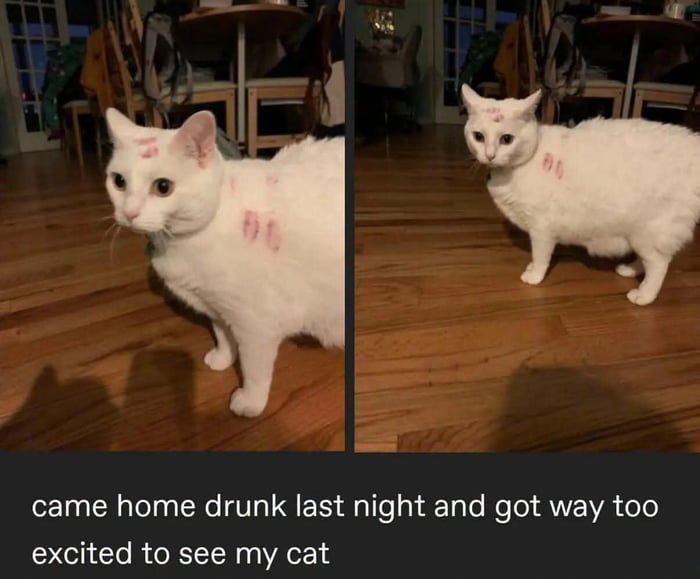 came home drunk last night and got way too excited to see my cat