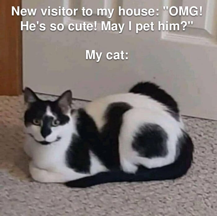 New visitor to my house: 