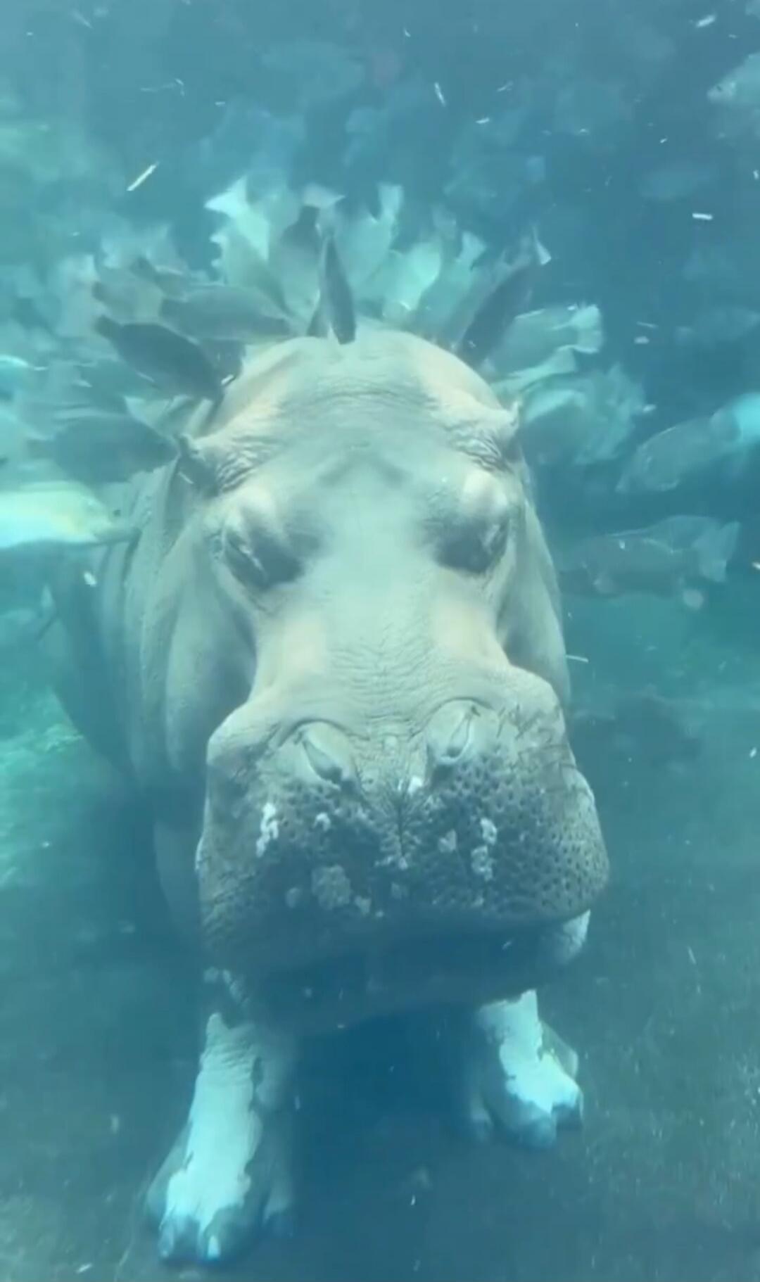 A close-up underwater view of a hippopotamus facing the camera. The hippo's snout, nostrils, and teeth are visible as it looks directly at the viewer.