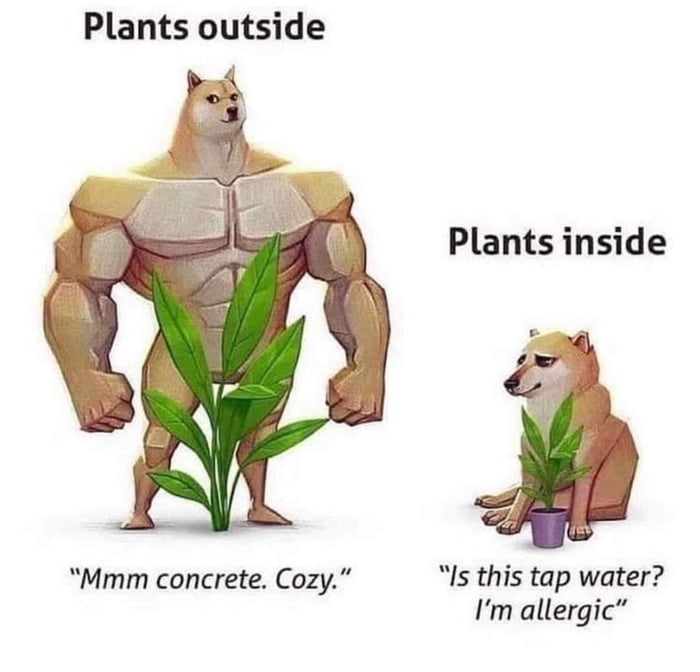 Plants outside Plants inside Mmm concrete Cozy Is this tap water Im allergic