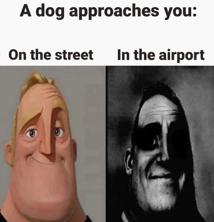 A dog approaches you On the street In the airport