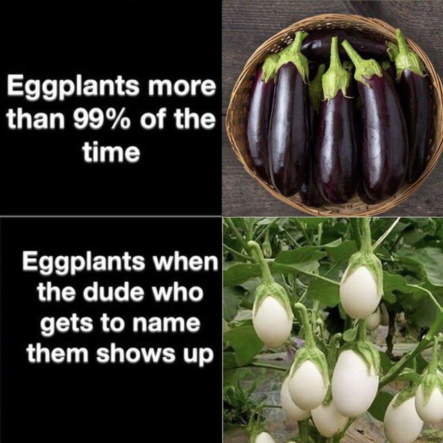 Eggplants more than 99 of the time LT T BT ERN Y LU T SRV Te FECRGIED I LU TTERTT