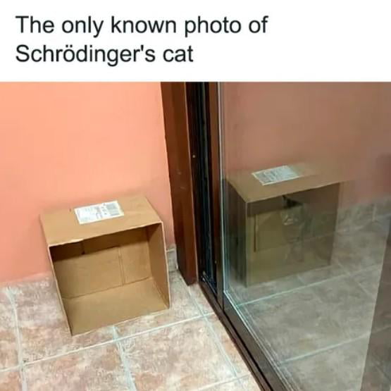 The only known photo of Schrdingers cat R