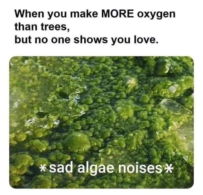 When you make MORE oxygen than trees but no one shows you love sad algae noises