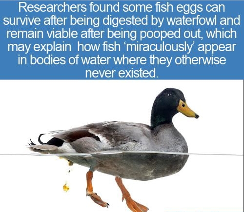 Researchers found some fish eggs can survive after being digested by waterfowl and IRV ET e ofTalo Nolololollo Ko U I MWV a1erg may explain how fish miraculously appear in bodies of water where they otherwise never existed