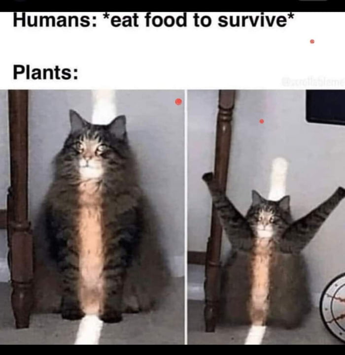 numans leat ooa to survwe